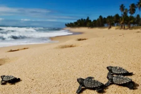 Inicia eclosión de tortugas en Quintana Roo; hay menos nidos que el año pasado