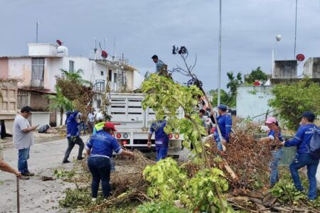 Trabajan a marchas forzadas para levantar la vegetación derribada por Beryl