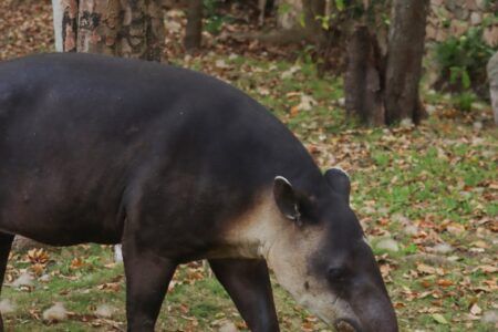 Grupo Xcaret fortalece la conservación de especies endémicas de la península
