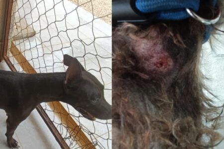 Gobierno municipal atiende caso de mascotas maltratadas