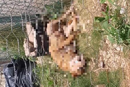 Crece la urgencia de abordar el maltrato animal ante aumento de casos; no hay justicia por la fiscalia