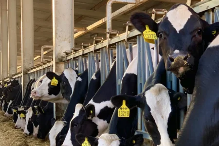 Virus de la gripe aviar H5N1 se transmite entre mamíferos desde la leche de vaca infectada