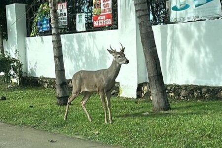 Venado sorprende a vecinos en el fraccionamiento Marsella