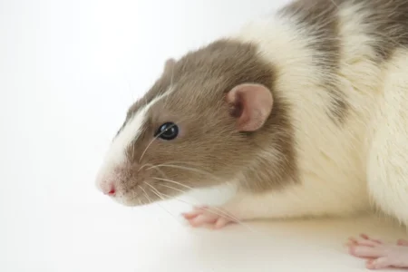 Crean una vacuna bacteriana que logra suprimir el cáncer en ratones y frena la metástasis