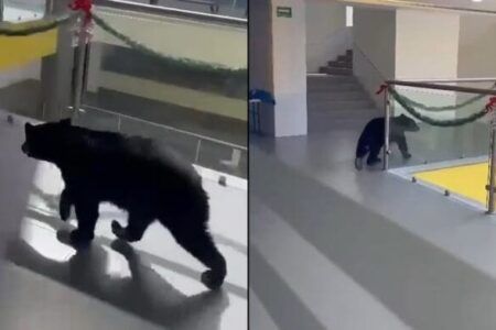 Oso es captado recorriendo los pasillos del Colegio Himalaya en San Pedro Garza García