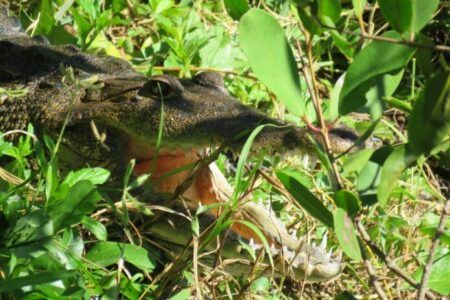 Avistan cocodrilo en Chen Zubul: un llamado a respetar la fauna local
