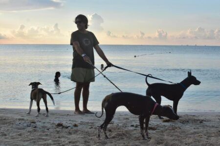 Perros rescatados en Playa del Carmen encuentran nuevos hogares en Canadá gracias a CENCAAZ