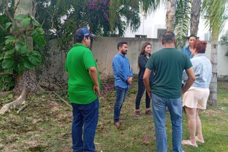 Detienen tala de ceiba del fraccionamiento Marsella