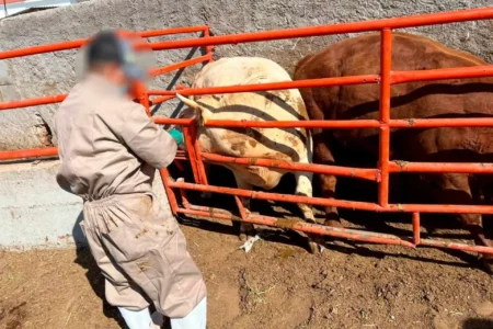 FGR catea dos ranchos en Guanajuato y asegura 901 cabezas de ganado
