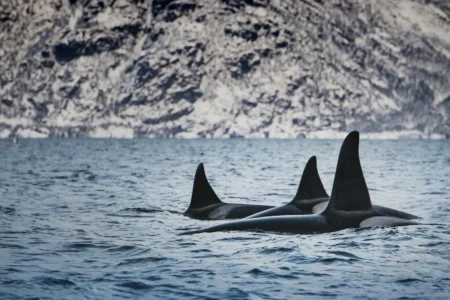 Manada de orcas habría adquirido habilidades para cazar al pez más grande del mundo