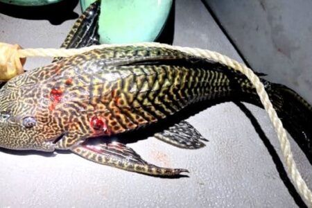 Alerta por la presencia del pez diablo en la laguna de Bacalar
