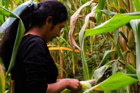 Claudia Sheinbaum presenta iniciativa para proteger los maíces nativos de México