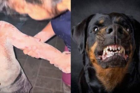 Niño es atacado por un rottweiler en playa de Playa del Carmen