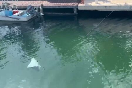Atiende Medio Ambiente captura irregular de mantarraya en Puerto Aventuras