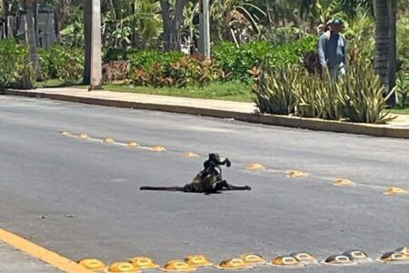 Atropellan a mono araña en la zona de Mayakoba; personal de medio ambiente municipal atiende el caso