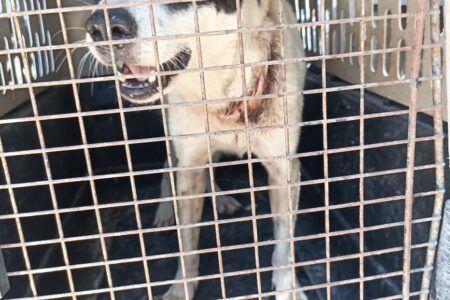 Rescatan a perrita “Luna”, víctima de maltrato en Playa del Carmen