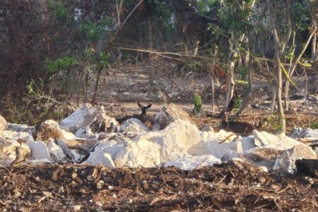 Frenan atentado contra el medio ambiente en predios de Playacar; clausuran desarrollo