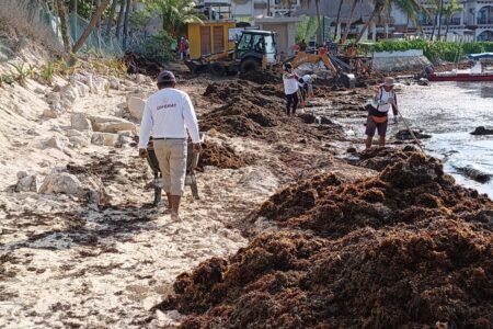 Intenso trabajo de los tres órdenes de gobierno ante arribo excesivo de sargazo a las costas de Playa del Carmen