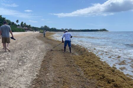 Implementan 10 centros de acopio en el litoral costero para agilizar recolección de sargazo