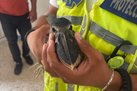 Gobierno de Estefanía Mercado protege la fauna silvestre con atención especializada